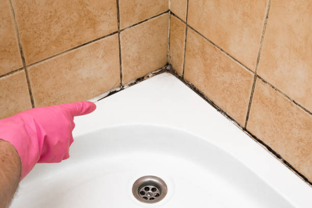 Professional Mold Remediation in Curtisville, PA